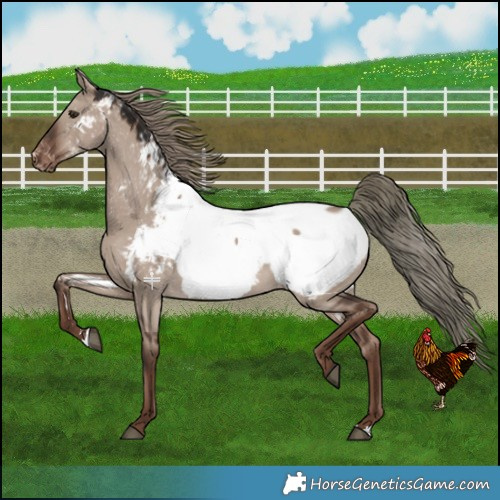 Horse Color:Liver Red Dun Mushroom Near Fewspot 