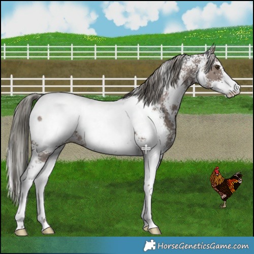 Horse Color:Liver Red Dun Mushroom Sabino Snowcap Brindle 