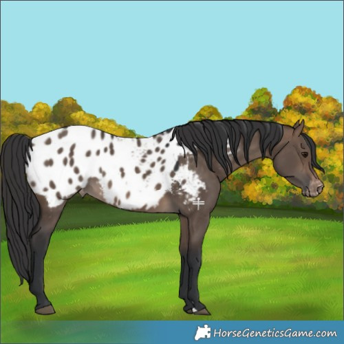 Horse Color:Brown Dun Appaloosa 
