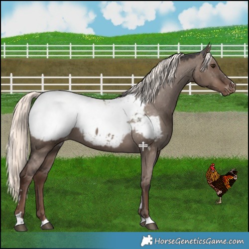 Horse Color:Liver Red Dun Mushroom Snowcap 