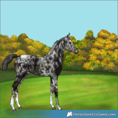 Horse Color:Midnight Liver Red Dun Ice Tobiano Brindle 
