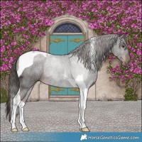 Horse Color:Liver Chestnut Tobiano 