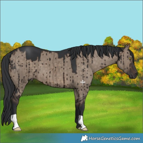 Horse Color:Brown Dun Brindle 