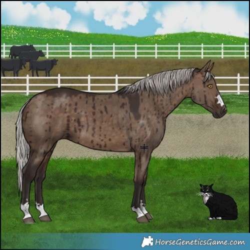 Horse Color:Silver Brown Dun Brindle 