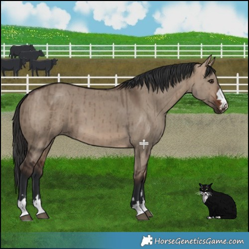 Horse Color:Brown Dun Brindle 