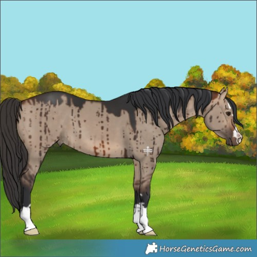 Horse Color:Bay Dun Brindle 