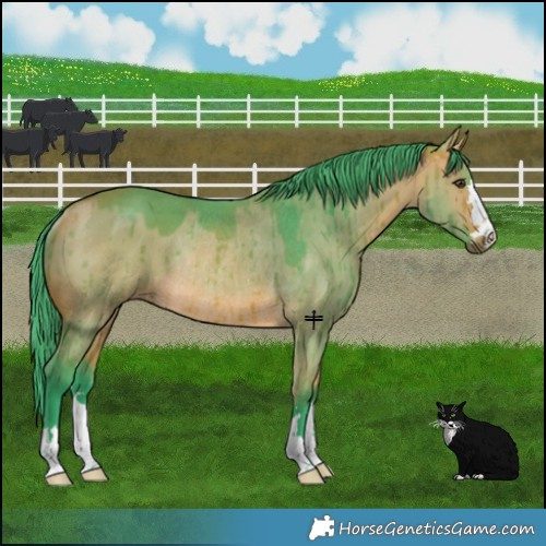 Horse Color:Watercolor Bay Dun Rabicano Brindle 