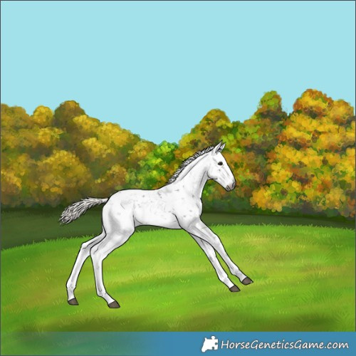 Horse Color:Gray Silver Buckskin Sabino Rabicano 