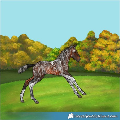 Horse Color:Gray White Spotted Brown Roan  and Gray Silver Brown Tobiano 