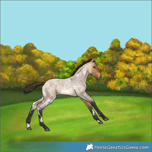 Horse Color:White Spotted Buckskin Roan 