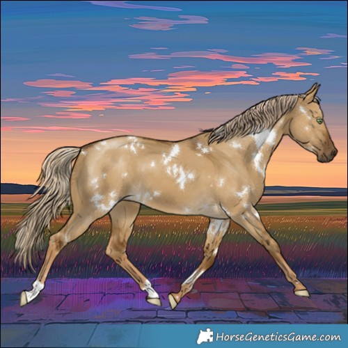 Horse Color:White Spotted Chocolate Palomino Dun 