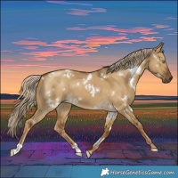 Horse Color:White Spotted Chocolate Palomino Dun