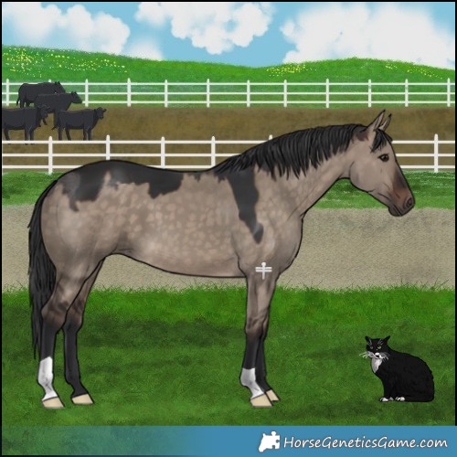 Horse Color:Brown Dun 
