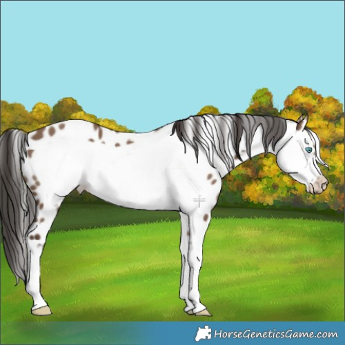 Horse Color:White Spotted Liver Red Dun Frame Appaloosa 