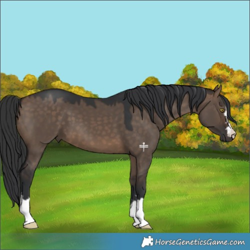 Horse Color:Brown Dun 