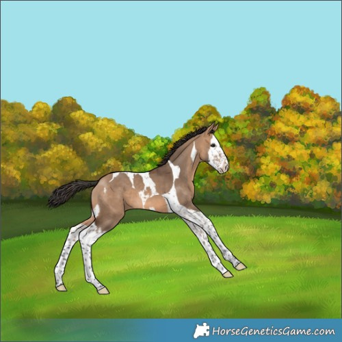 Horse Color:Bay Dun Splash Tobiano 