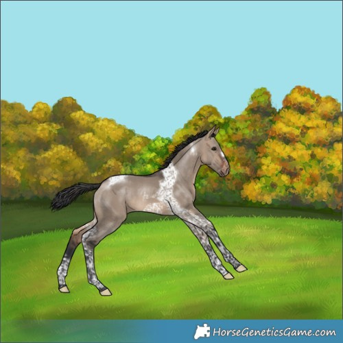 Horse Color:Brown Dun Tobiano Frame 
