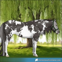 Horse Color:Platinum White Spotted Liver Chestnut Tobiano 