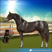 Horse Color:Powder White Liver Chestnut 