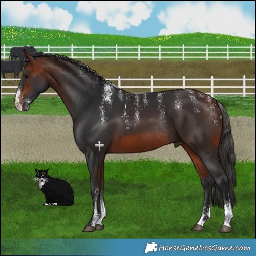 Horse Color:Powder White Bay Rabicano 