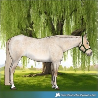 Horse Color:Chocolate Palomino Roan Dun Mushroom 