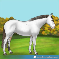 Horse Color:Buckskin Tobiano Appaloosa 