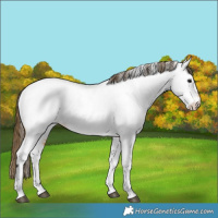 Horse Color:Buckskin Tobiano Appaloosa 