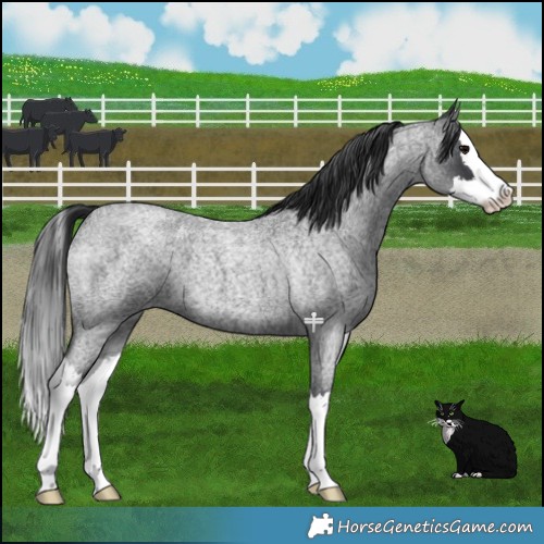 Horse Color:Blue Roan Splash 