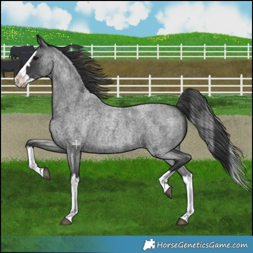 Horse Color:Blue Roan Splash 