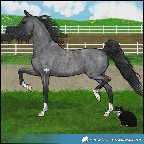 Horse Color:Blue Roan 