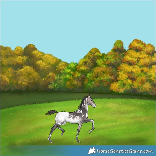 Horse Color:Platinum White Spotted Buckskin Appaloosa 