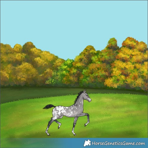 Horse Color:Platinum White Spotted Brown Dun Sabino Appaloosa Rabicano 
