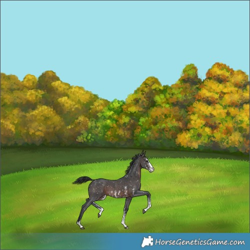 Horse Color:Brown Sabino Appaloosa 