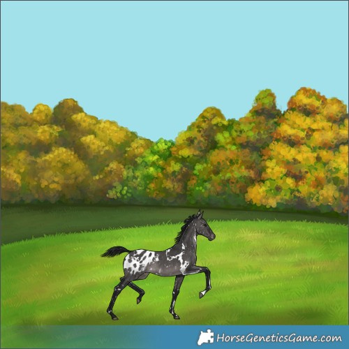 Horse Color:Gray Platinum White Spotted Brown Dun Appaloosa 