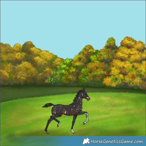 Horse Color:White Spotted Brown Sabino Appaloosa Rabicano 