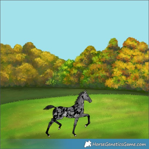 Horse Color:Void Platinum White Spotted Buckskin Dun Appaloosa 