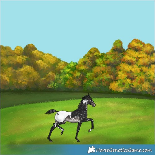 Horse Color:Gray Platinum White Spotted Brown Appaloosa 