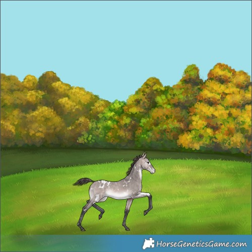 Horse Color:Platinum White Spotted Bay Dun Snowflake Varnish 