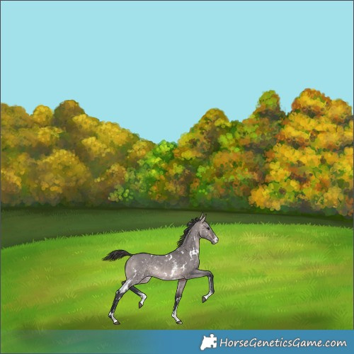 Horse Color:Platinum White Spotted Bay Dun Sabino Appaloosa Rabicano 