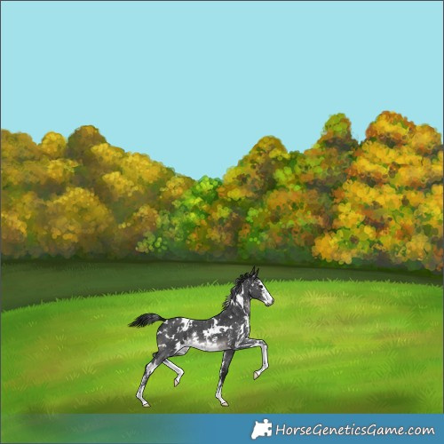 Horse Color:Gray Platinum White Spotted Brown Sabino Appaloosa 