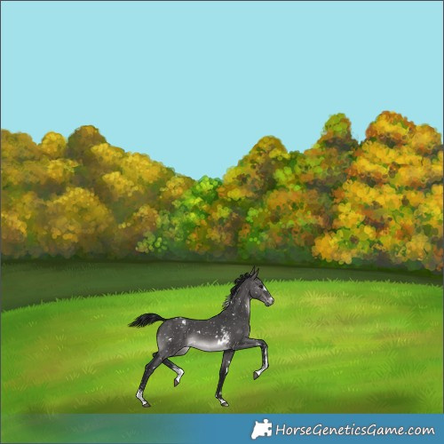 Horse Color:Gray Platinum White Spotted Brown Dun Sabino Appaloosa 