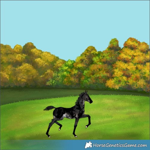 Horse Color:Void Platinum White Spotted Brown Sabino Appaloosa 