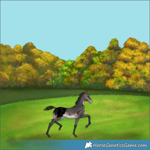 Horse Color:Void Platinum White Spotted Bay Appaloosa 