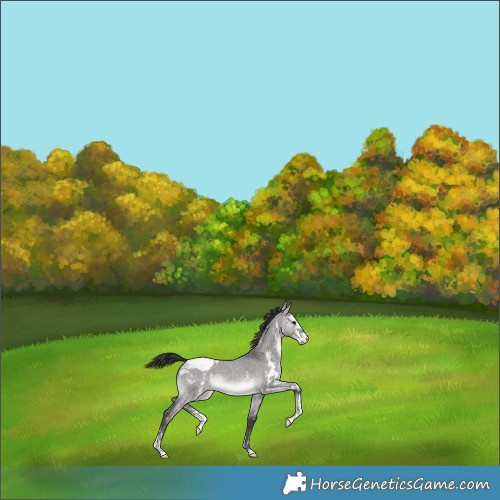 Horse Color:Platinum Brown Dun Sabino Snowflake Varnish