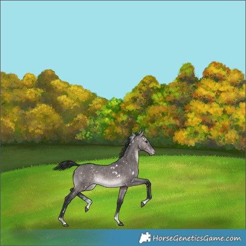 Horse Color:Platinum White Spotted Brown Dun Sabino Appaloosa 