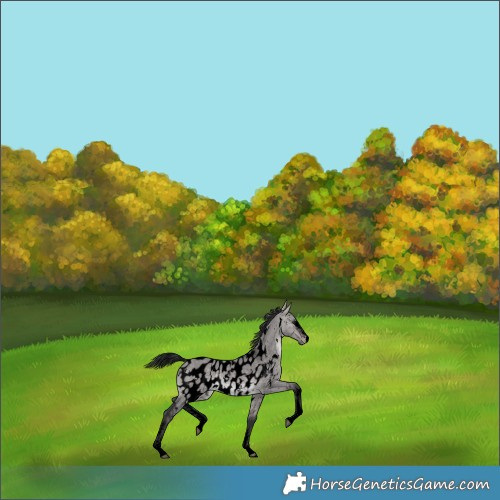 Horse Color:Void Platinum White Spotted Bay Dun Sabino Appaloosa 