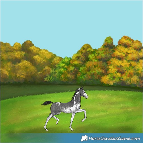 Horse Color:Platinum Buckskin Sabino Tobiano Snowflake Varnish 