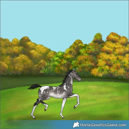 Horse Color:Gray Platinum White Spotted Brown Dun Tobiano Appaloosa 