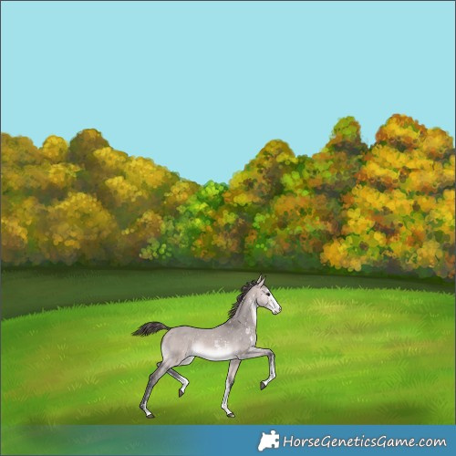 Horse Color:Platinum Bay Dun Sabino Snowflake Varnish