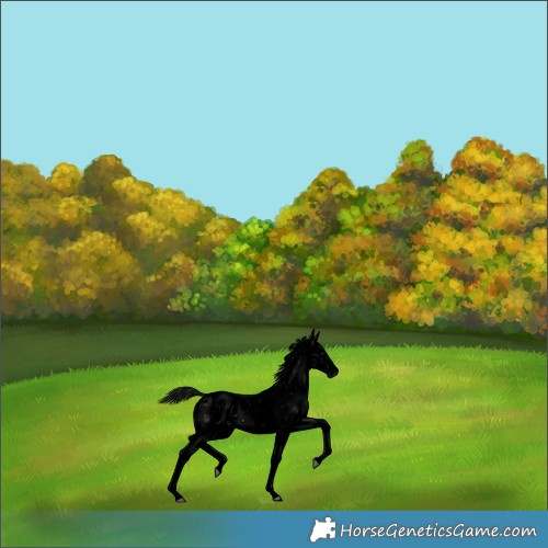 Horse Color:Gray Void Platinum Bay Dun Sabino Appaloosa 